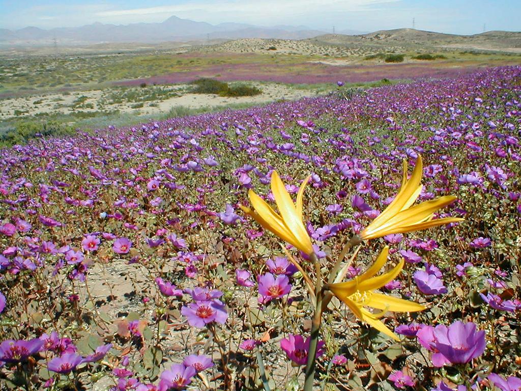 ¿Es o no es? Especialistas explican si habrá desierto florido y por qué floreció el norte en pleno invierno