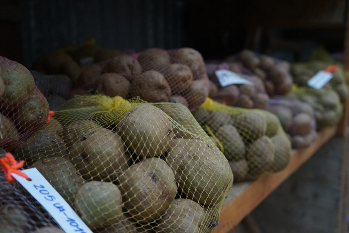 La FAO y la UACh apoyan el rescate y comercialización de las papas chilotas