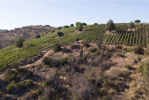 Revolución en el suelo: ¿Cómo la agricultura sostenible transforma la vida microbiana?