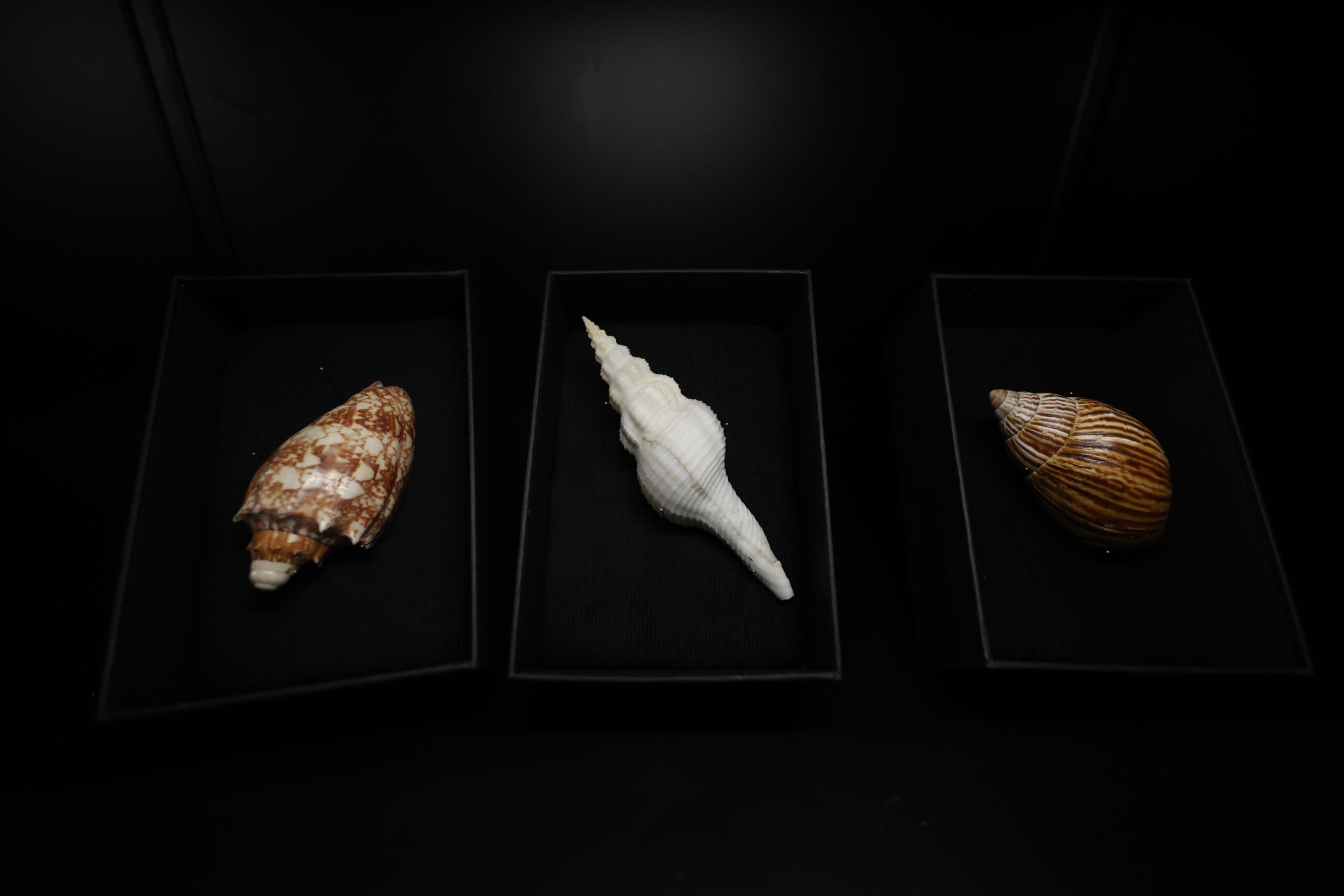 U. de Chile inaugura muestra artística con miles de caracolas de Pablo Neruda