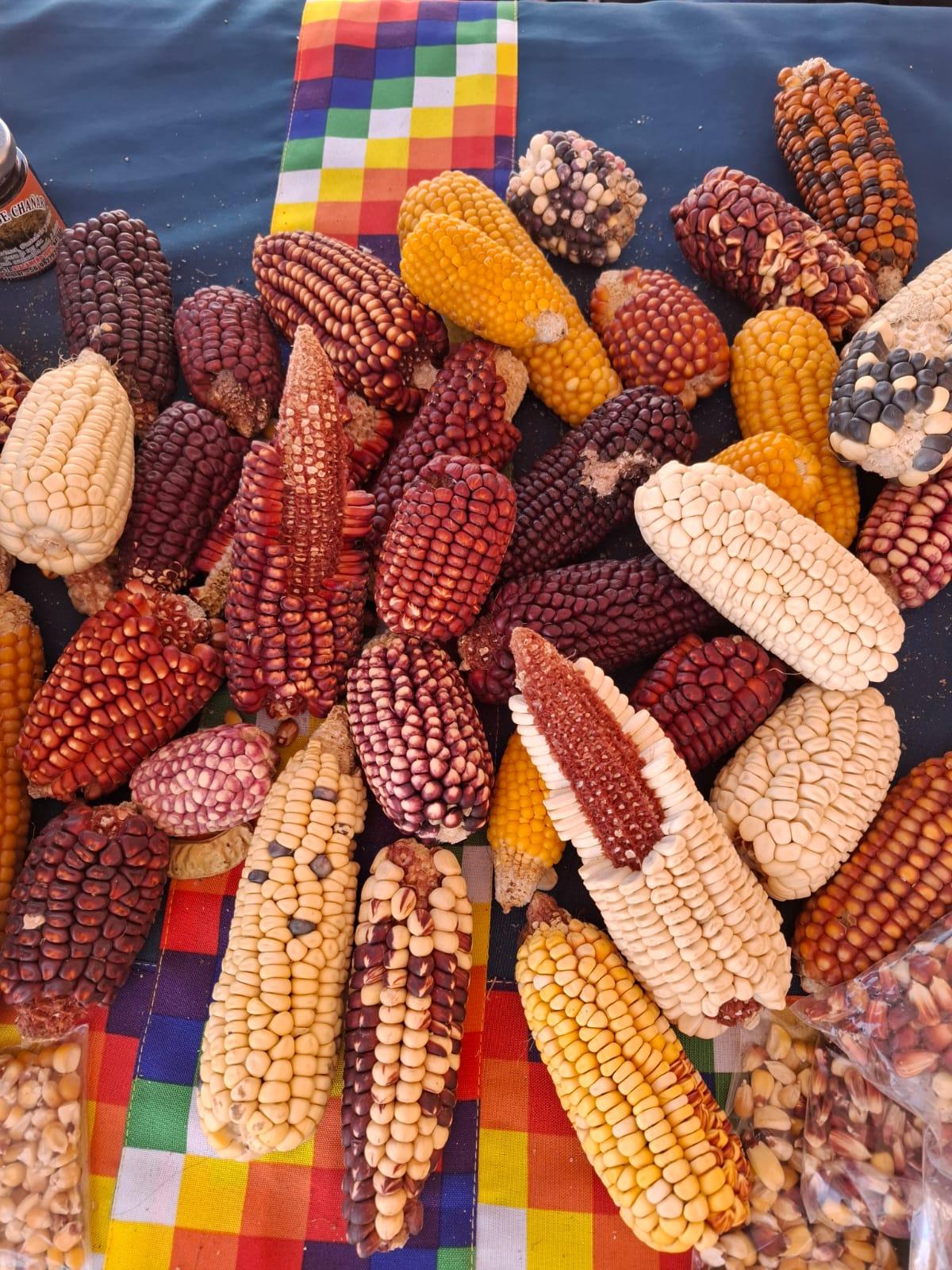 Manuel Paneque: “Resguardar semillas es trabajar para un futuro en común”