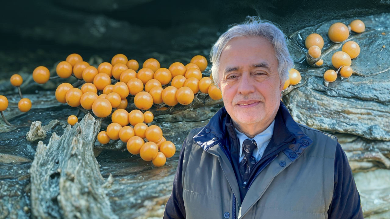 Cuando el fuego amenaza el reino de los hongos
