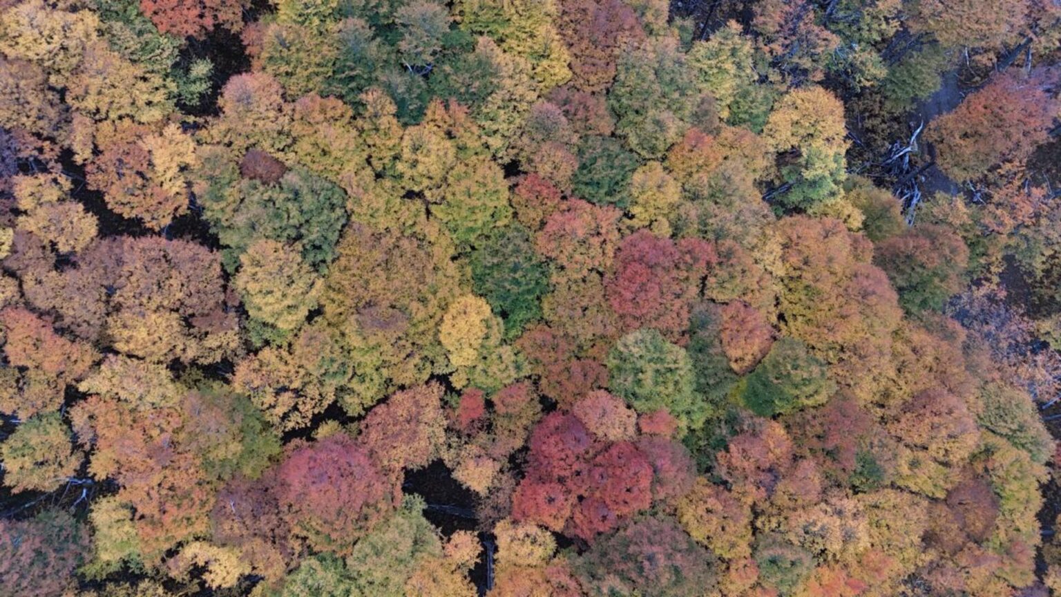 CONAF Ñuble refuerza llamado a propietarios a postular al Fondo de Bosque Nativo 2026