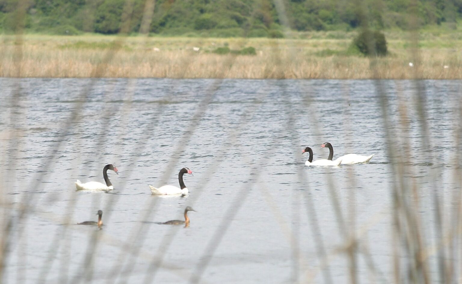Humedal de Río Cruces: Confirmada presencia de Influenza Aviar en cisne de cuello negro